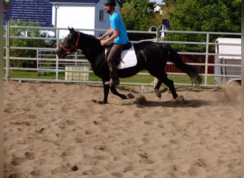 Koń wielkopolski, Wałach, 4 lat, 155 cm, Ciemnogniada