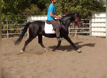 Koń wielkopolski, Wałach, 4 lat, 155 cm, Ciemnogniada
