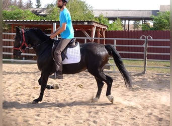 Koń wielkopolski, Wałach, 4 lat, 155 cm, Ciemnogniada