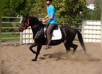 Koń wielkopolski, Wałach, 4 lat, 155 cm, Ciemnogniada