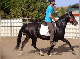 Koń wielkopolski, Wałach, 4 lat, 155 cm, Ciemnogniada
