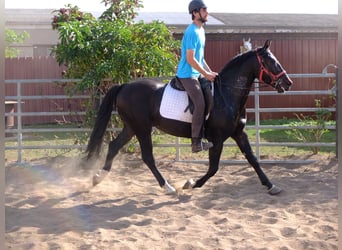 Koń wielkopolski, Wałach, 4 lat, 155 cm, Ciemnogniada