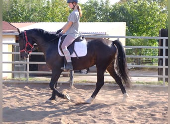 Koń wielkopolski, Wałach, 4 lat, 155 cm, Ciemnogniada