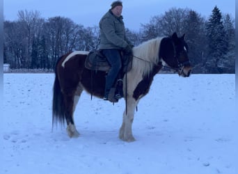 Koń wielkopolski, Wałach, 4 lat, 155 cm, Tobiano wszelkich maści