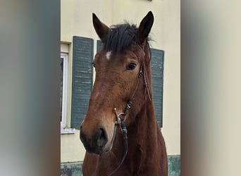 Koń wielkopolski Mix, Wałach, 4 lat, 160 cm, Gniada