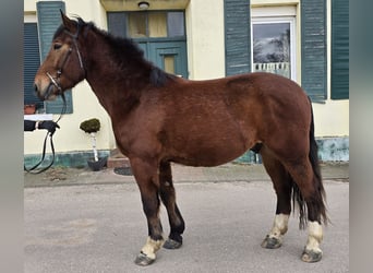 Koń wielkopolski Mix, Wałach, 4 lat, 160 cm, Gniada