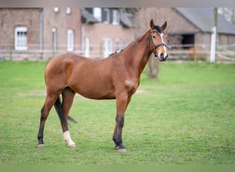 Koń wielkopolski, Wałach, 4 lat, 160 cm, Gniada