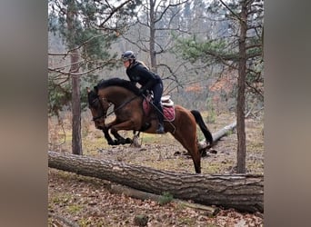 Koń wielkopolski, Wałach, 4 lat, 160 cm, Gniada