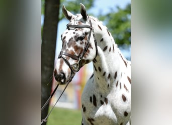 Koń wielkopolski, Wałach, 4 lat, 163 cm, Tarantowata