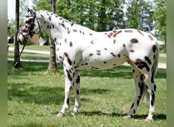 Koń wielkopolski, Wałach, 4 lat, 163 cm, Tarantowata