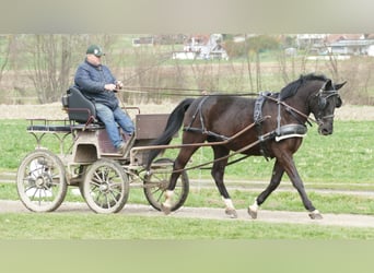 Koń wielkopolski, Wałach, 4 lat, 165 cm, Kara