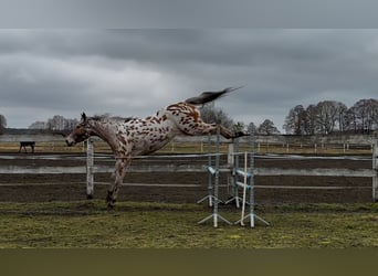 Koń wielkopolski, Wałach, 4 lat, 165 cm, Tarantowata