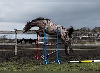 Koń wielkopolski, Wałach, 4 lat, 165 cm, Tarantowata