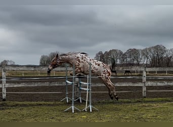 Koń wielkopolski, Wałach, 4 lat, 165 cm, Tarantowata