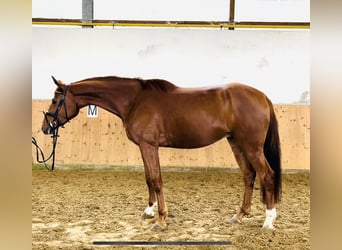 Koń wielkopolski, Wałach, 4 lat, 167 cm, Kasztanowata