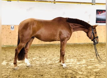 Koń wielkopolski, Wałach, 4 lat, 167 cm, Kasztanowata