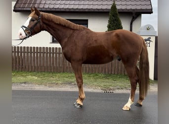 Koń wielkopolski, Wałach, 4 lat, 172 cm, Kasztanowata