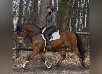 Koń wielkopolski, Wałach, 5 lat, 161 cm, Gniada