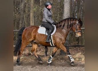 Koń wielkopolski, Wałach, 5 lat, 161 cm, Gniada