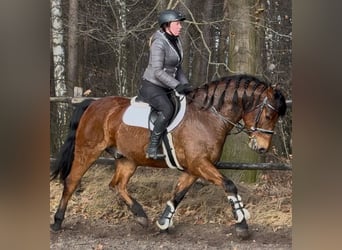 Koń wielkopolski, Wałach, 5 lat, 161 cm, Gniada