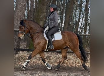 Koń wielkopolski, Wałach, 5 lat, 161 cm, Gniada