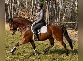 Koń wielkopolski, Wałach, 5 lat, 161 cm, Gniada