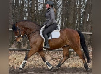 Koń wielkopolski, Wałach, 5 lat, 161 cm, Gniada