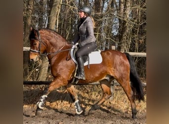 Koń wielkopolski, Wałach, 5 lat, 161 cm, Gniada