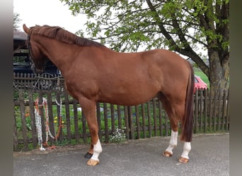 Koń wielkopolski, Wałach, 5 lat, 163 cm, Kasztanowata