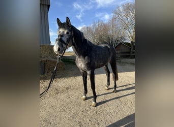 Koń wielkopolski, Wałach, 5 lat, 165 cm, Siwa