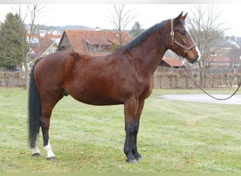 Koń wielkopolski, Wałach, 5 lat, 167 cm, Gniada