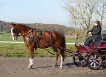Koń wielkopolski, Wałach, 5 lat, 169 cm, Kasztanowata