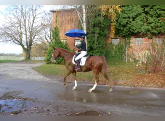 Koń wielkopolski, Wałach, 5 lat, 169 cm, Kasztanowata