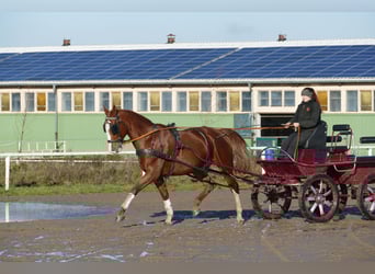 Koń wielkopolski, Wałach, 5 lat, 169 cm, Kasztanowata