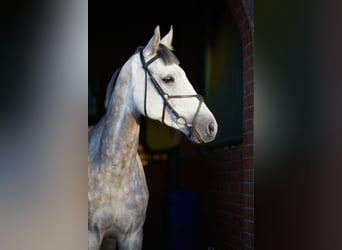 Koń wielkopolski, Wałach, 5 lat, 169 cm, Siwa