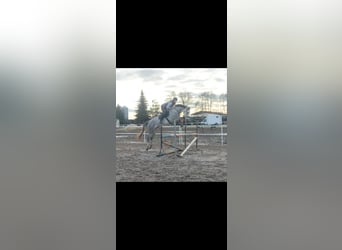 Koń wielkopolski, Wałach, 5 lat, 169 cm, Siwa