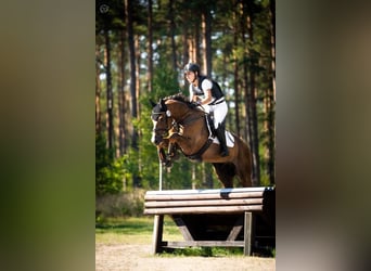 Koń wielkopolski, Wałach, 5 lat, 170 cm, Ciemnokasztanowata