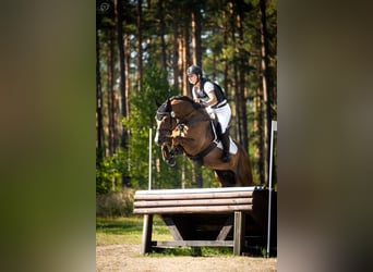 Koń wielkopolski, Wałach, 5 lat, 170 cm, Ciemnokasztanowata