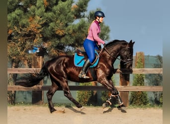 Koń wielkopolski, Wałach, 5 lat, 170 cm, Kara