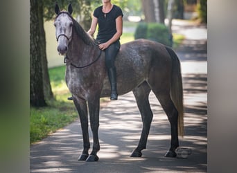 Koń wielkopolski, Wałach, 5 lat, 170 cm, Siwa jabłkowita