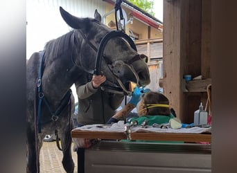 Koń wielkopolski, Wałach, 5 lat, 170 cm, Siwa jabłkowita