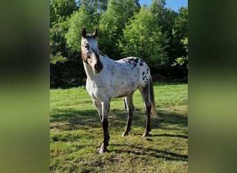 Koń wielkopolski, Wałach, 6 lat, 170 cm, Tarantowata