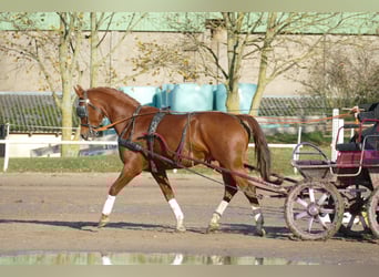 Koń wielkopolski, Wałach, 6 lat, 173 cm, Kasztanowata