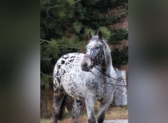 Koń wielkopolski, Wałach, 7 lat, 162 cm, Tarantowata