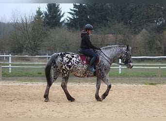 Koń wielkopolski, Wałach, 7 lat, 162 cm, Tarantowata