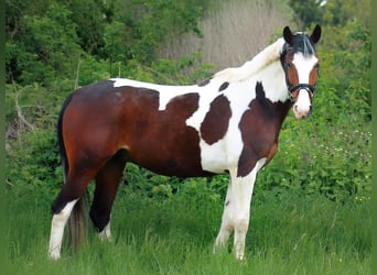 Koń wielkopolski, Wałach, 7 lat, 166 cm, Srokata