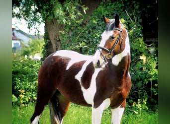 Koń wielkopolski, Wałach, 7 lat, 166 cm, Srokata