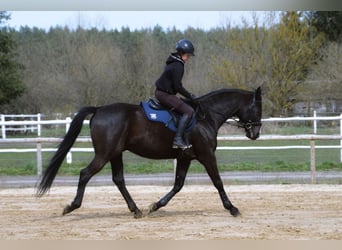 Koń wielkopolski, Wałach, 7 lat, 169 cm, Kara