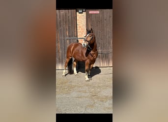 Koń wielkopolski, Wałach, 8 lat, 160 cm, Gniada