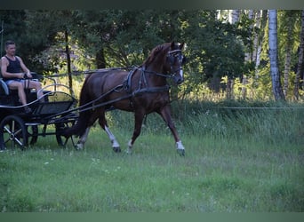 Koń wielkopolski, Wałach, 8 lat, 169 cm, Ciemnokasztanowata